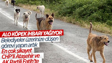 İ­s­t­a­n­b­u­l­­d­a­ ­b­a­ş­ı­b­o­ş­ ­k­ö­p­e­k­ ­i­h­b­a­r­ı­n­d­a­ ­a­r­t­ı­ş­ ­y­a­ş­a­n­d­ı­